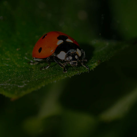 Seven-spotted Lady Beetle