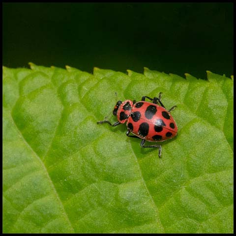 Spotted Pink Lady Beetle