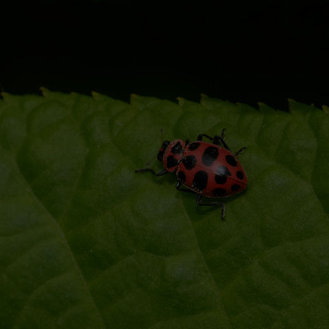 Spotted Pink Lady Beetle