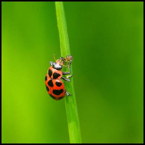 Spotted Pink Lady Beetle