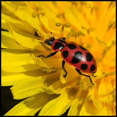 Spotted Pink Lady Beetle