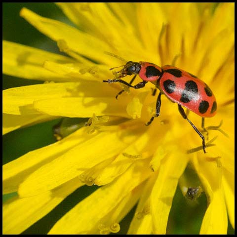 Spotted Pink Lady Beetle