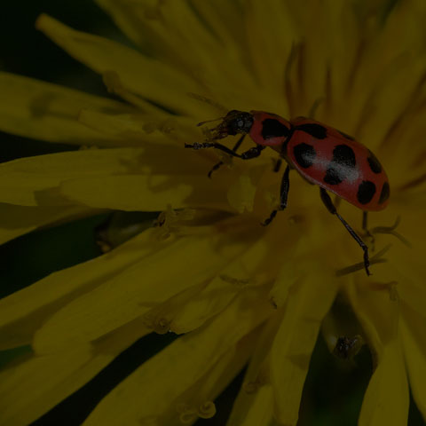 Spotted Pink Lady Beetle