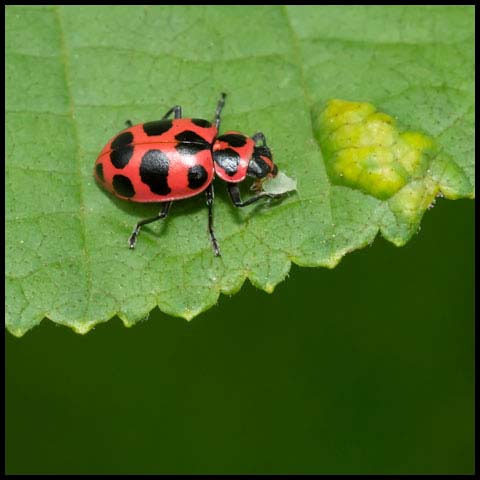 Spotted Pink Lady Beetle