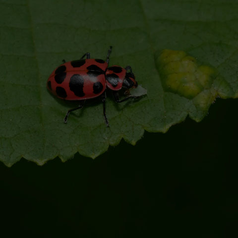 Spotted Pink Lady Beetle