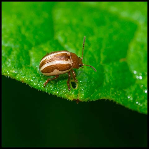 Calligrapher Leaf Beetle