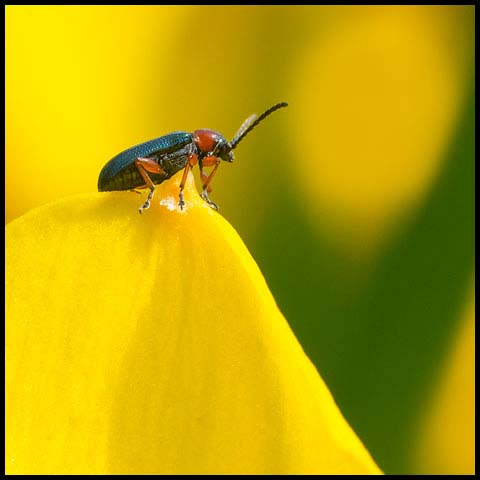 Cereal Leaf Beetle