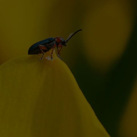 Cereal Leaf Beetle