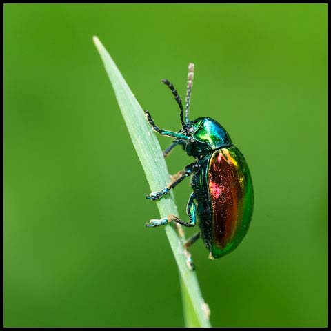 Dogbane Leaf Beetle