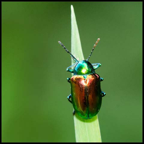Dogbane Leaf Beetle