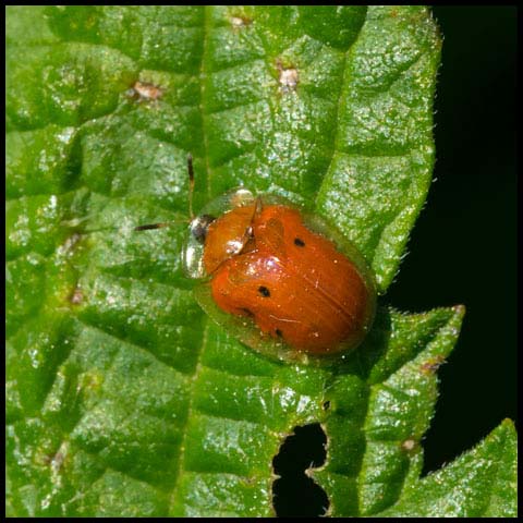 Golden Tortoise Beetle