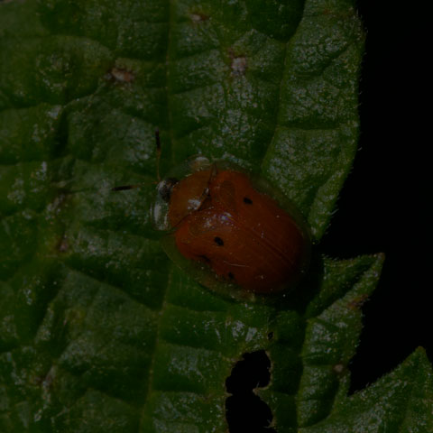 Golden Tortoise Beetle