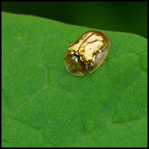 Golden Tortoise Beetle