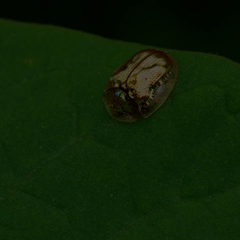 Golden Tortoise Beetle