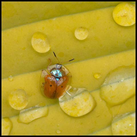 Golden Tortoise Beetle