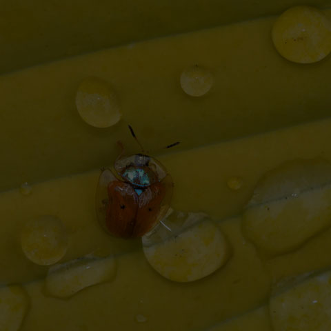 Golden Tortoise Beetle