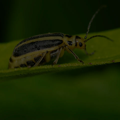 Goldenrod Leaf Beetle