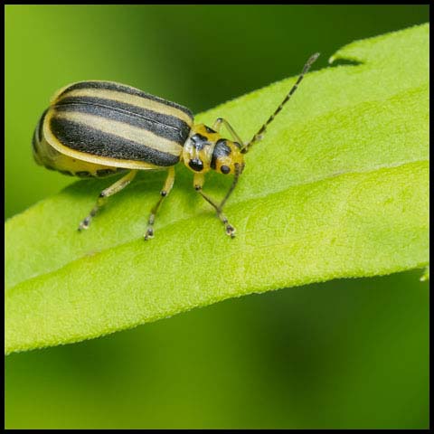 Goldenrod Leaf Beetle