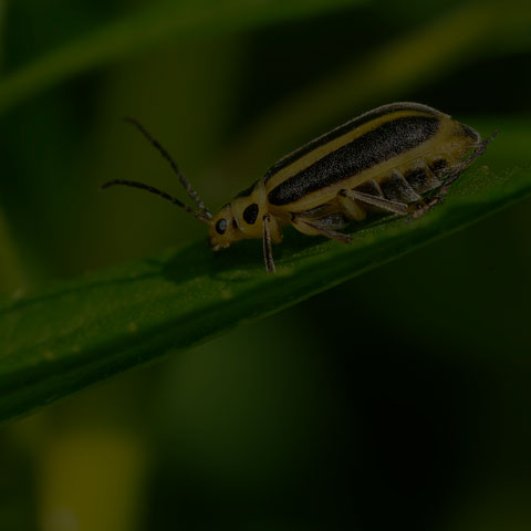 Skeletonizing Leaf Beetle