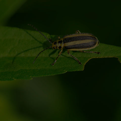 Skeletonizing Leaf Beetle
