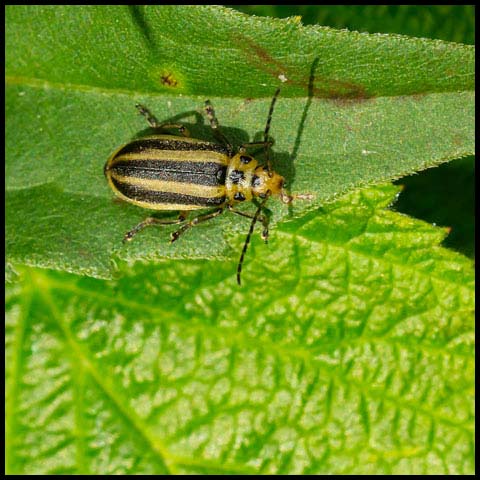 Skeletonizing Leaf Beetle