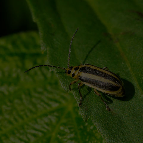 Skeletonizing Leaf Beetle