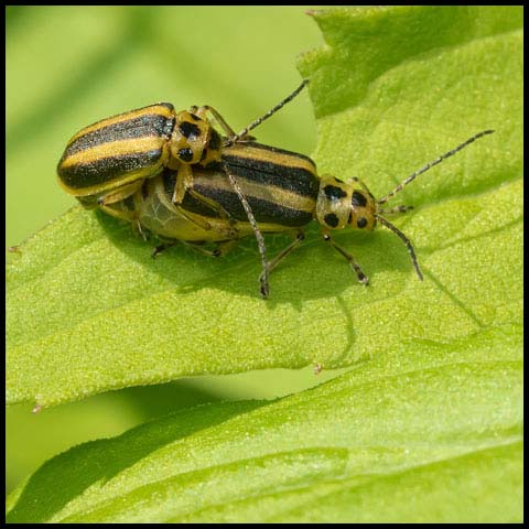Skeletonizing Leaf Beetle
