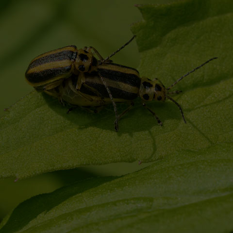Skeletonizing Leaf Beetle