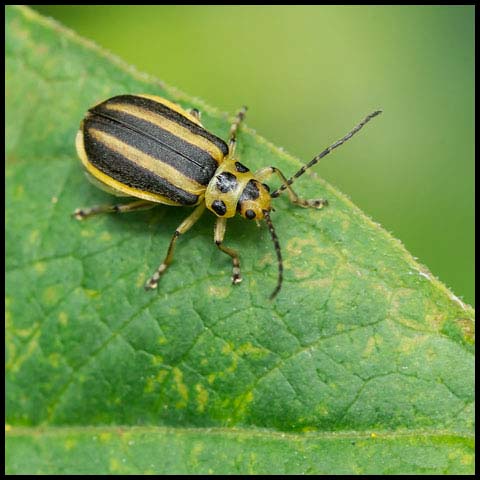 Skeletonizing Leaf Beetle