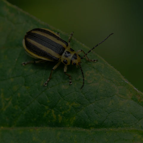 Skeletonizing Leaf Beetle