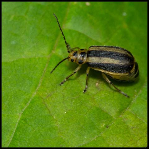 Skeletonizing Leaf Beetle