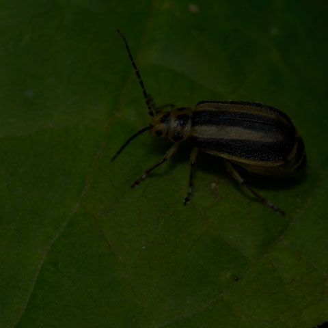 Skeletonizing Leaf Beetle