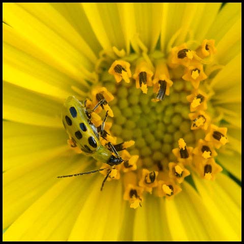 Spotted Cucumber Beetle
