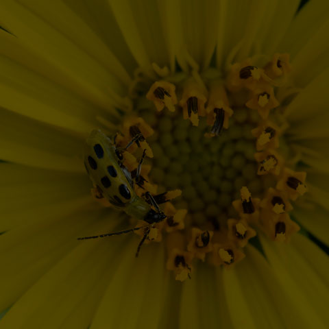 Spotted Cucumber Beetle
