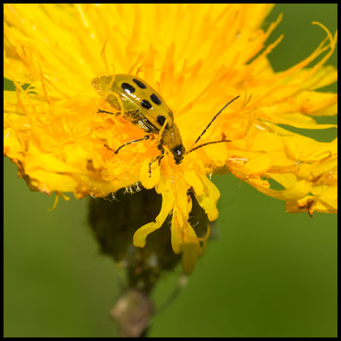 Spotted Cucumber Beetle