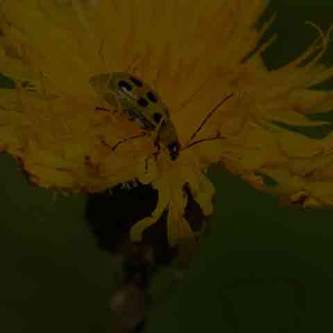 Spotted Cucumber Beetle