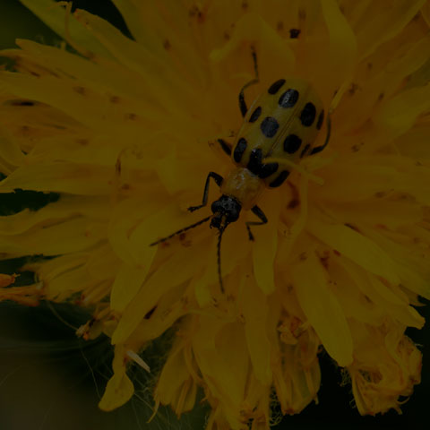 Spotted Cucumber Beetle