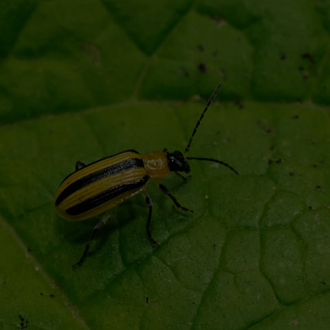 Striped Cucumber Beetle