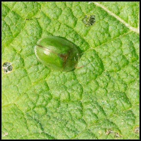 Thistle Tortoise Beetle