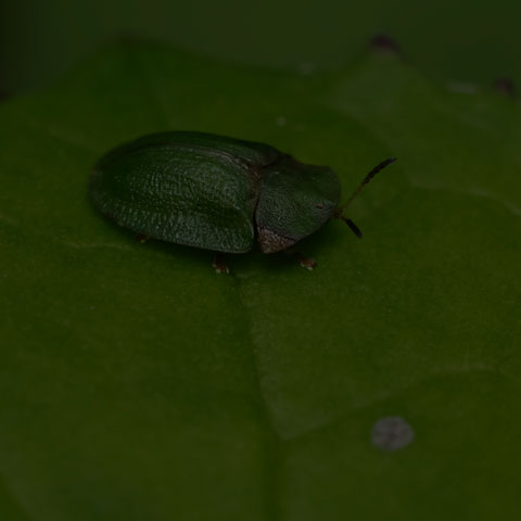 Thistle Tortoise Beetle