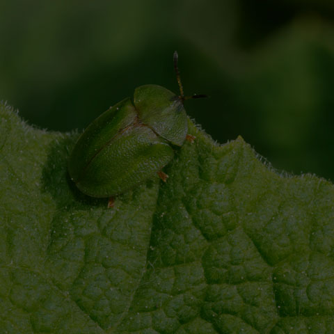 Thistle Tortoise Beetle