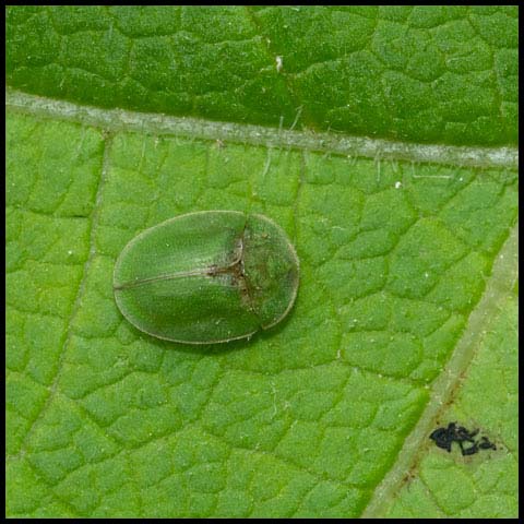 Thistle Tortoise Beetle