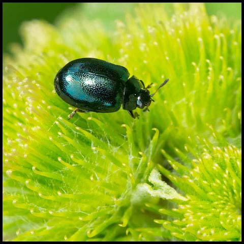 Willow Leaf Beetle