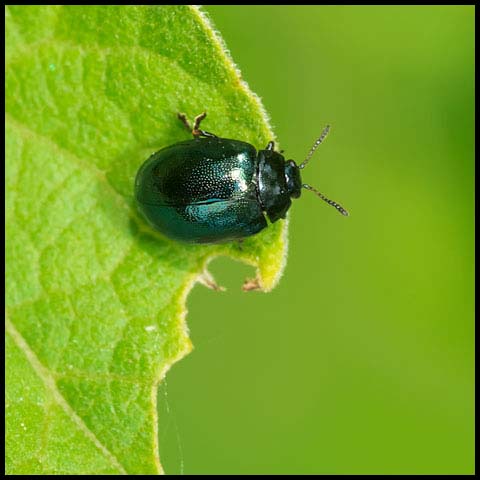 Willow Leaf Beetle