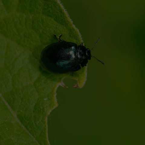 Willow Leaf Beetle