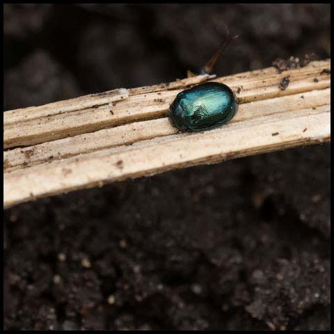 Willow Leaf Beetle