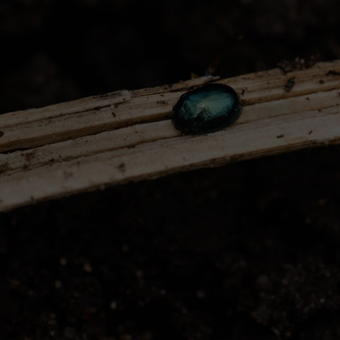 Willow Leaf Beetle