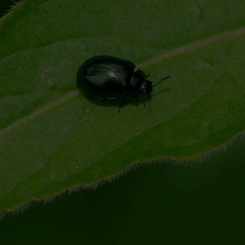 Willow Leaf Beetle