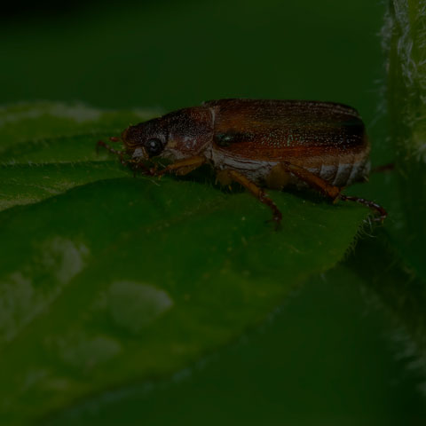 Bronzed Chafer