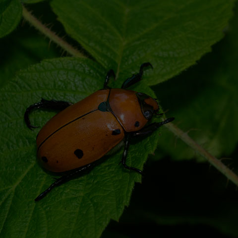 Grapevine Beetle